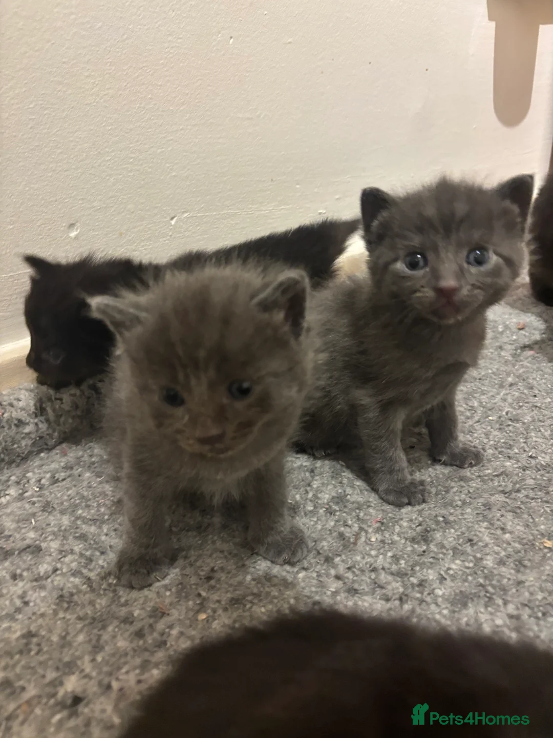 Mixed Breed cats for sale: Beautiful ragdoll x kittens  - Advert 4