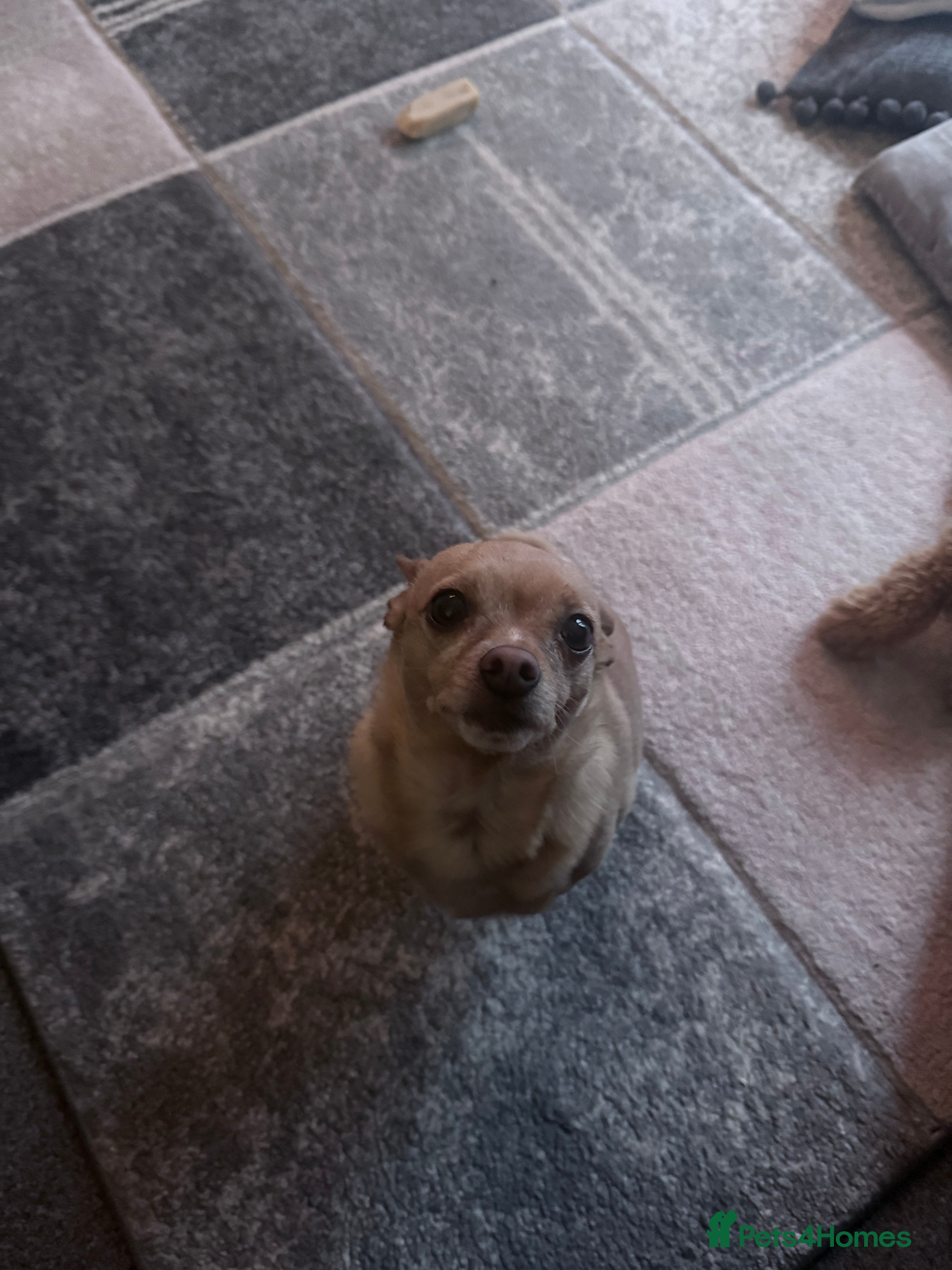 Chihuahua dogs Chihuahua dog for rehoming - Advert 1