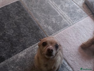 Chihuahua dogs Chihuahua dog for rehoming - Advert 3