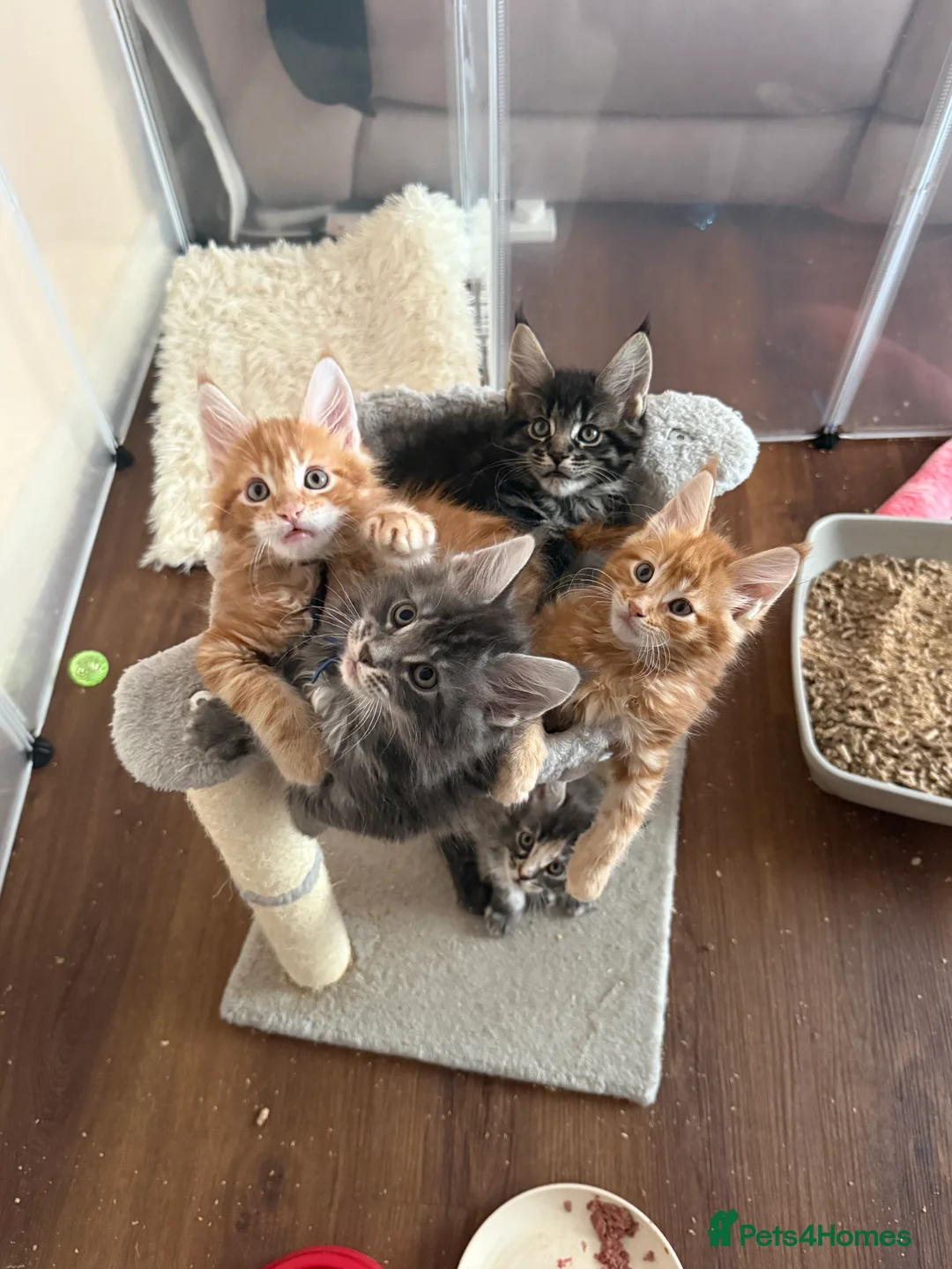 Maine Coon cats for sale: Fully registered Maine Coon kittens  - Advert 14
