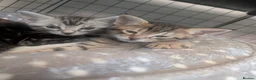 Mixed Breed cats for sale: Beautiful mainecoon/savannah - Advert 4