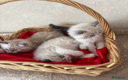 Siberian cats for sale: GCCF Registered Siberian Kitten For Sale  - Image 5