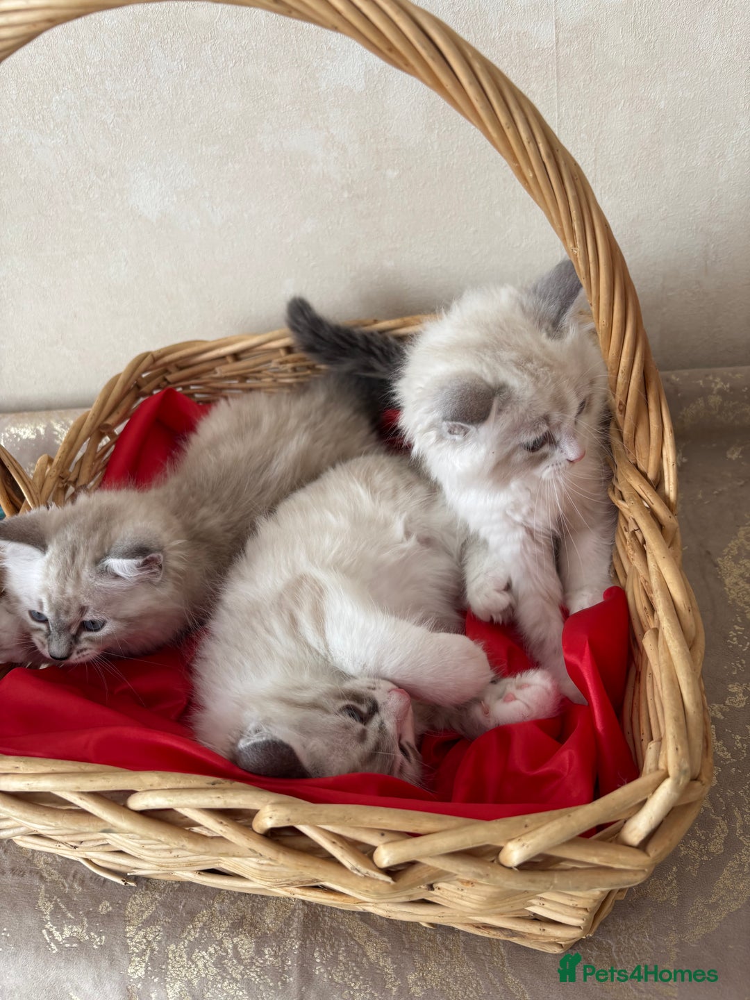 Siberian cats for sale: GCCF Registered Siberian Kitten For Sale  - Image 5
