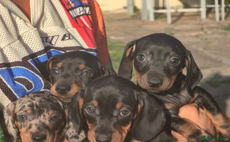 Dachshund dogs - Advert 5
