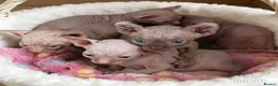 Sphynx cats for sale: STUNNING SPHYNX ELF/CANADIAN KITTENS - Advert 7