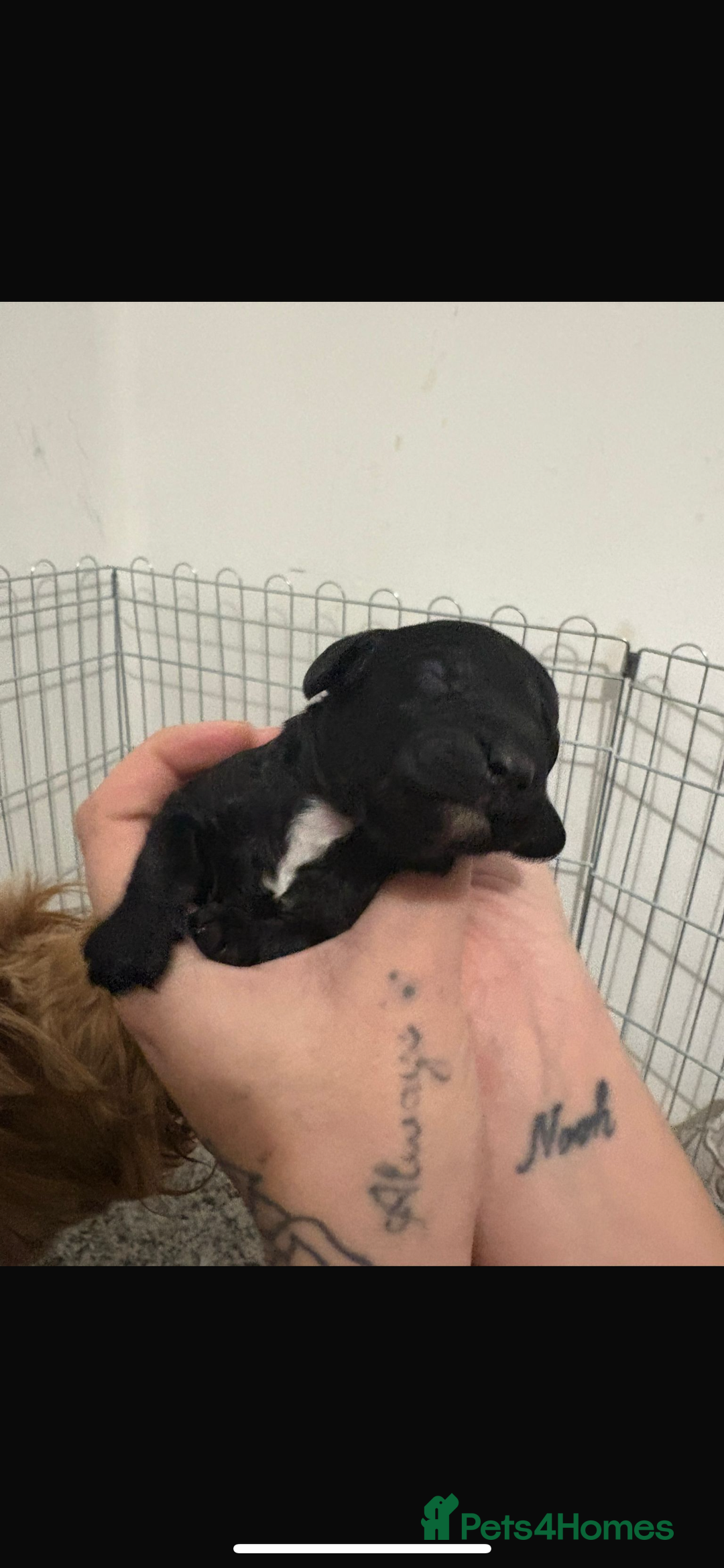 Cavapoo dogs for sale: Stunning f2 cavapoo pups girls and boys  - Advert 12