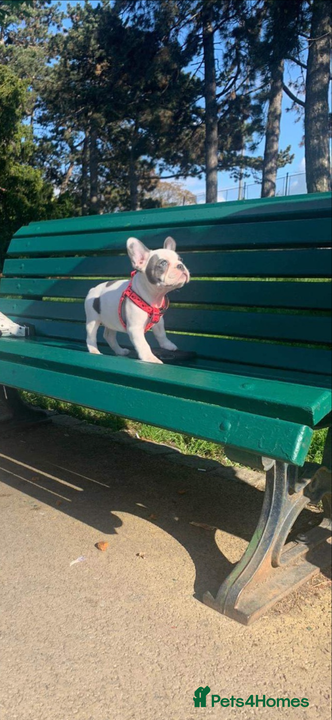 French Bulldog dogs for sale: French Bulldog  - Image 12