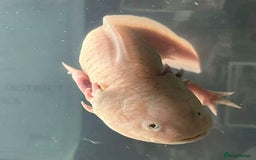 Axolotl reptiles for sale: For sale - Image 3