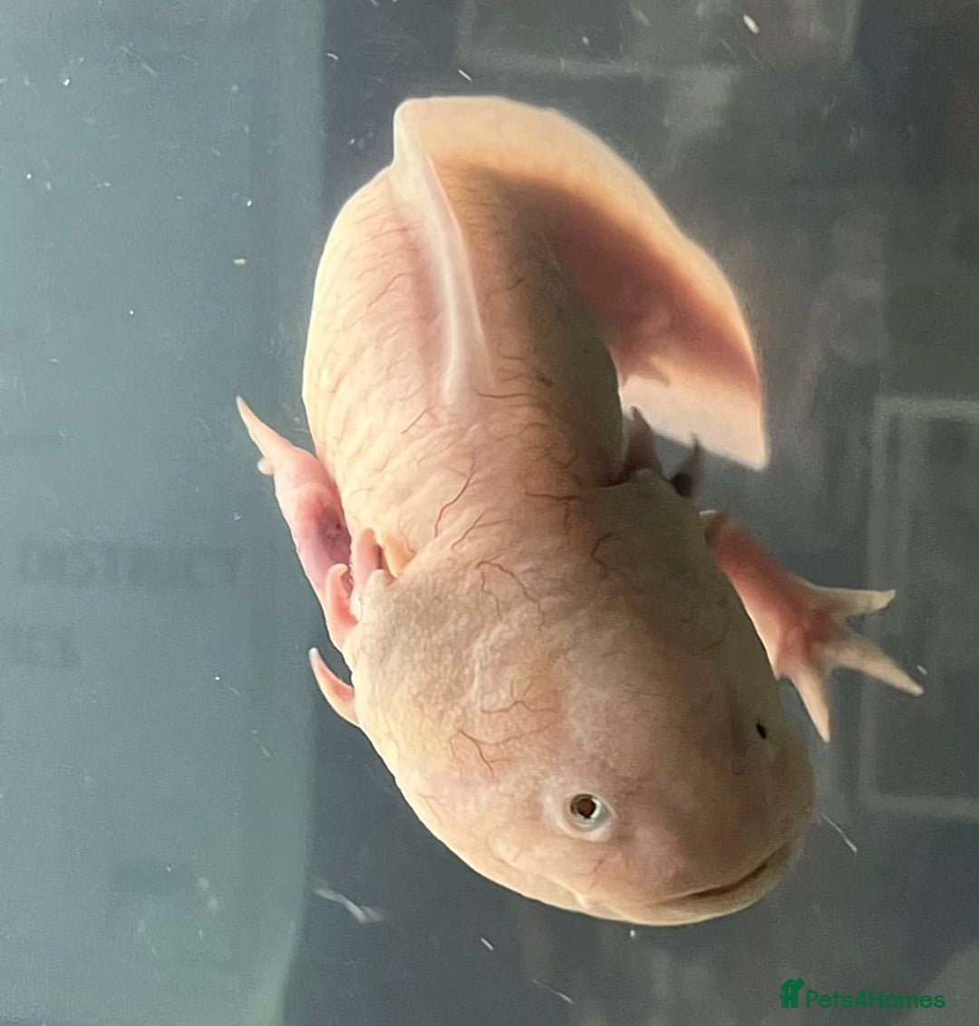 Axolotl reptiles for sale: For sale - Image 3