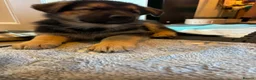 German Shepherd dogs for sale: Quality Straight Backed German Shepherd Puppies - Advert 18