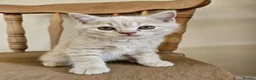 British Shorthair cats for sale: Champion lines British Shorthair kittens  - Advert 17