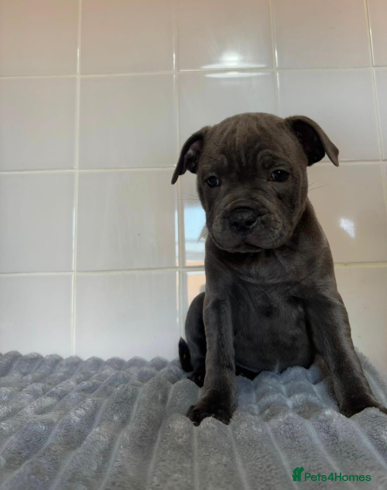 Staffordshire Bull Terrier dogs GRAND CH BLUE STAFFORDSHIRE BULL TERRIER PUPS - Advert 2