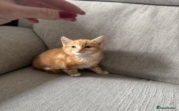 European cats for sale: Kittens 🐱  - Image 6