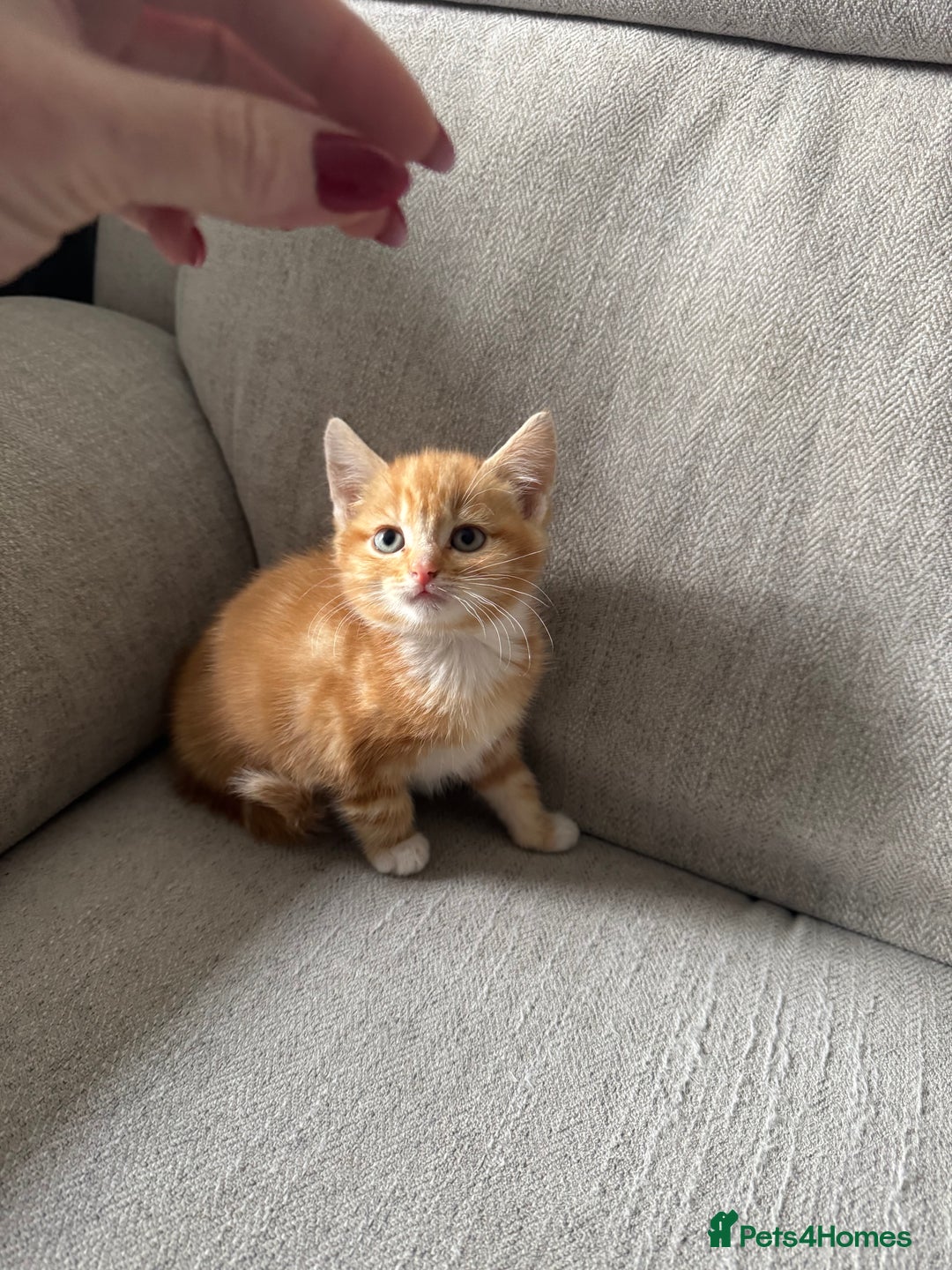 European cats for sale: Kittens 🐱  - Image 6
