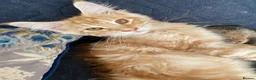 Maine Coon cats for sale: Beautiful Main Coon Kittens Ready - Advert 23