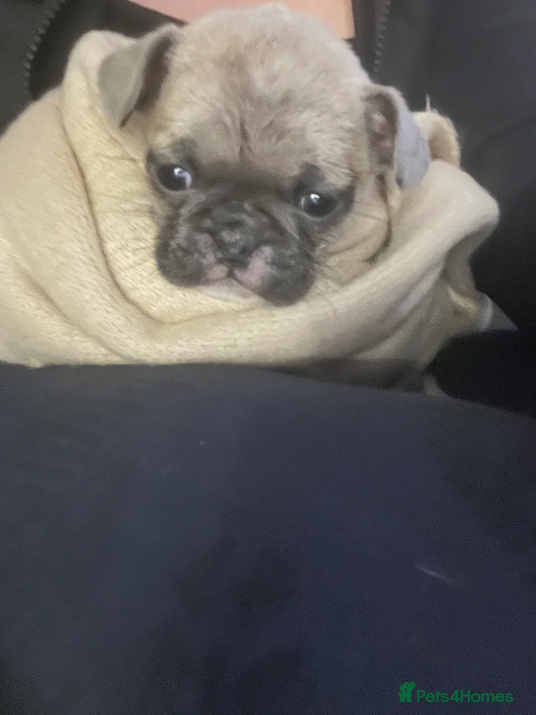Frug dogs for sale: Pug puppies  - Advert 2