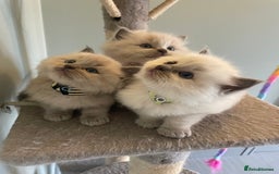 Ragdoll cats for sale: Blue and Pure Blue Mitted Ragdoll Kittens - Image 2
