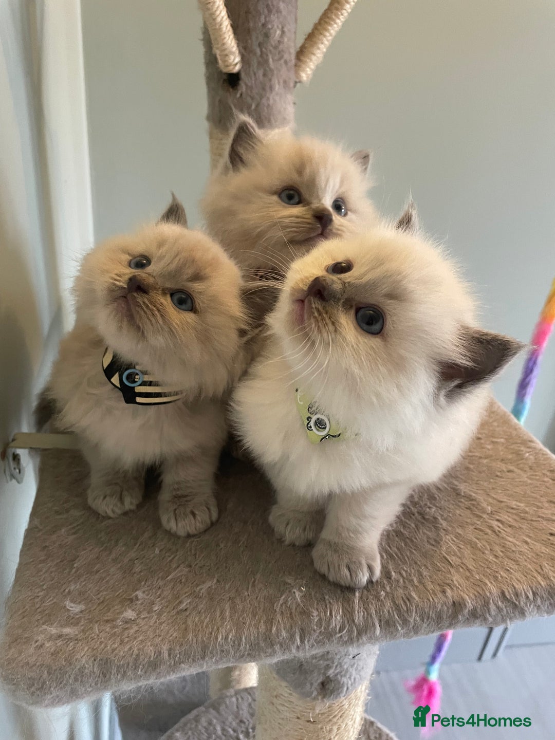 Ragdoll cats for sale: Blue and Pure Blue Mitted Ragdoll Kittens - Image 2