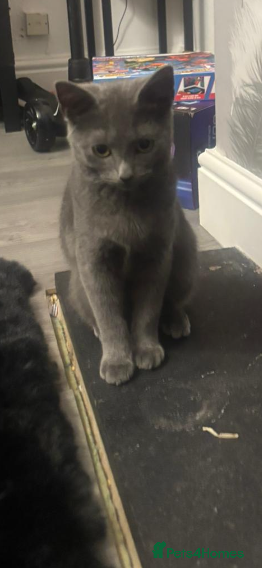 Russian Blue cats for sale: Female Russian blue - Advert 4
