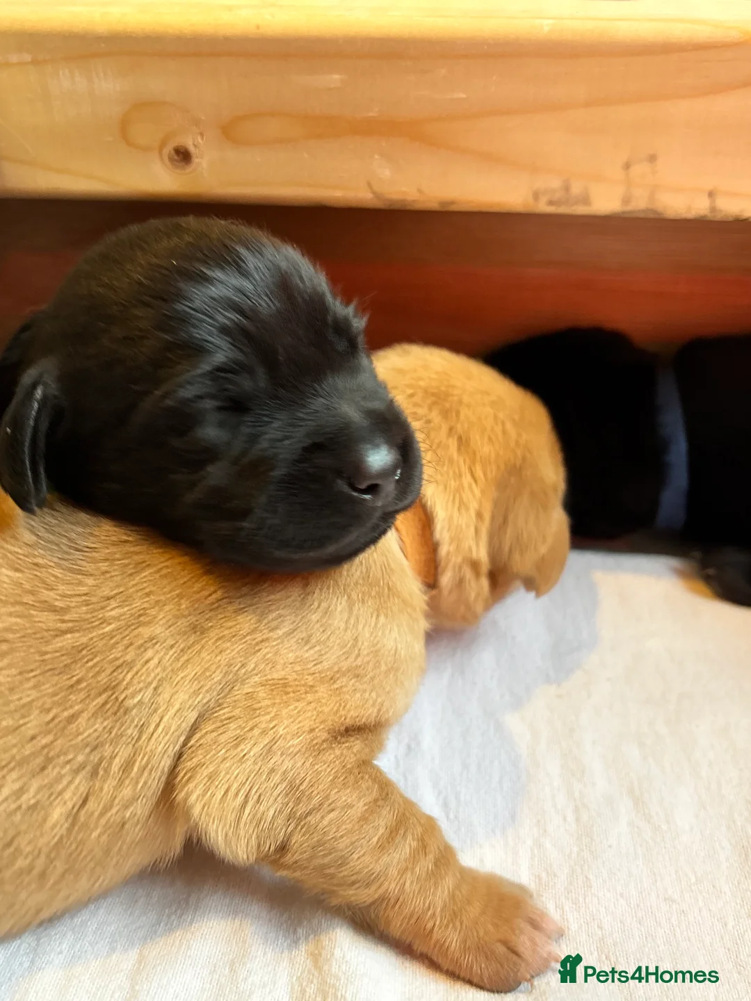 Labrador Retriever dogs for sale: 🐾KC Registered Fox Red & Black Labrador Puppies🐾 - Advert 10
