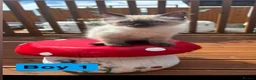 Ragdoll cats for sale: Stunning litter of ragdoll kittens  - Advert 10