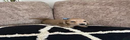 Miniature Dachshund dogs for sale: **One boy left**Cream miniature dachshunds - Advert 12