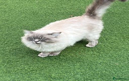 Ragdoll cats for sale: Buttons pure ragdoll - Image 3