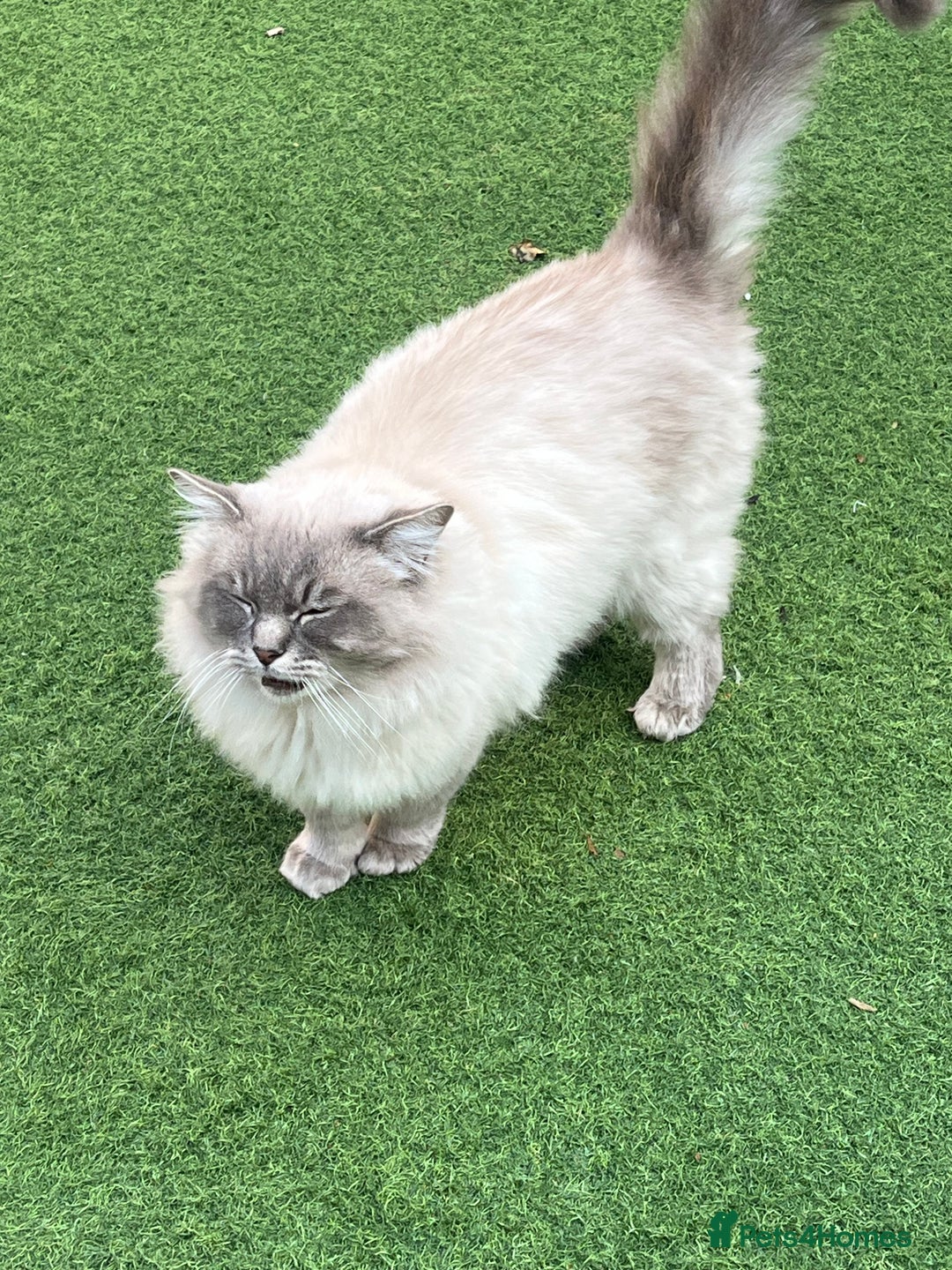 Ragdoll cats for sale: Buttons pure ragdoll - Image 3