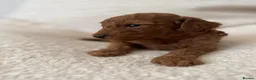 Toy Poodle dogs for sale: Tiny Toy Poodle Puppies 🐾  - Advert 3