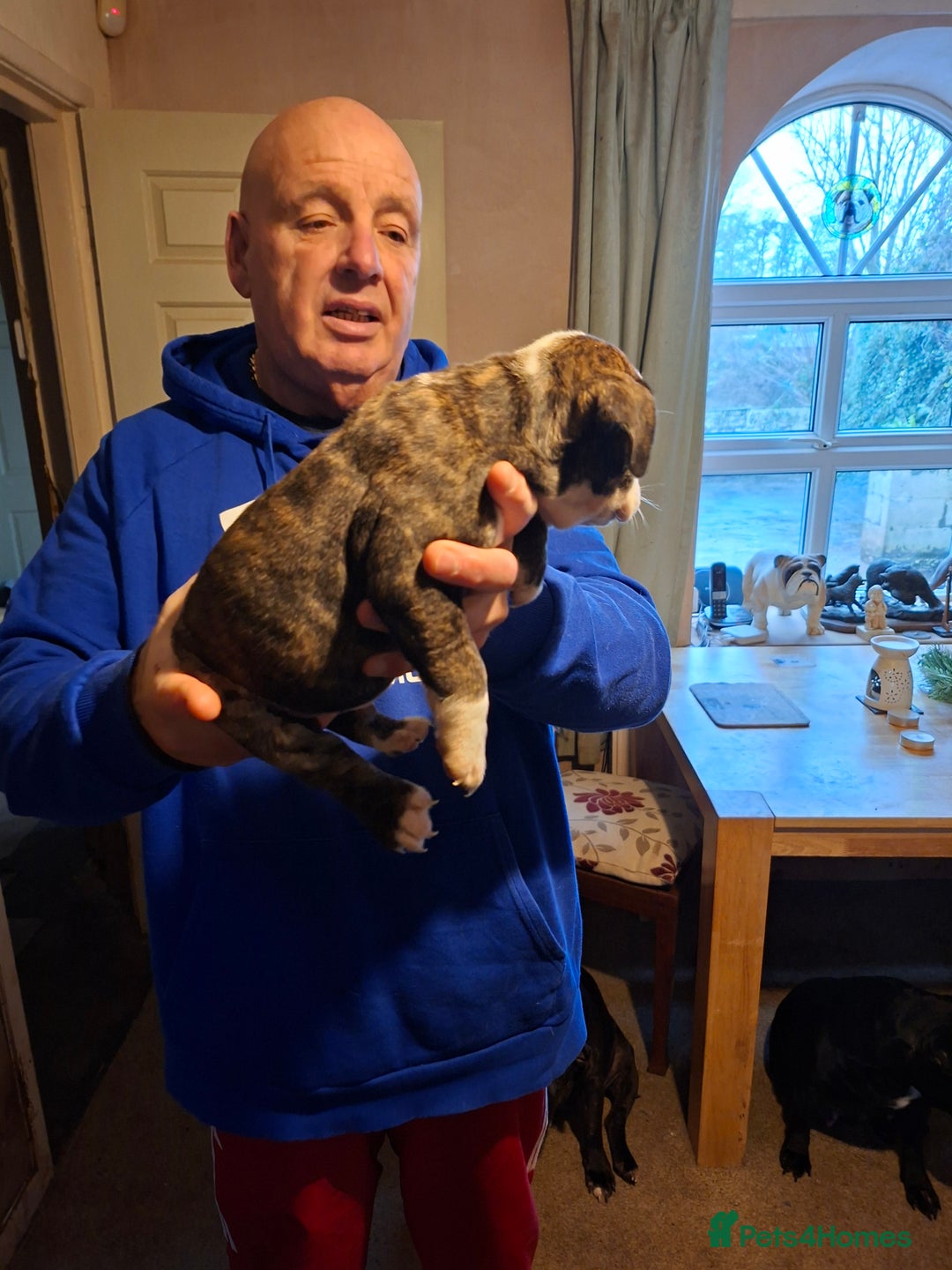 Mixed Breed dogs for sale: Big beautiful Bull Staffs  - Advert 8