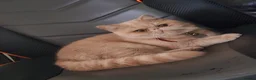 Exotic cats for sale: Full pedigree exotic kittens in Saint Helens - Advert 1