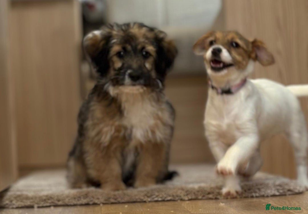 Jack Russell dogs for sale: Jack Russell Puppies… - Advert 3