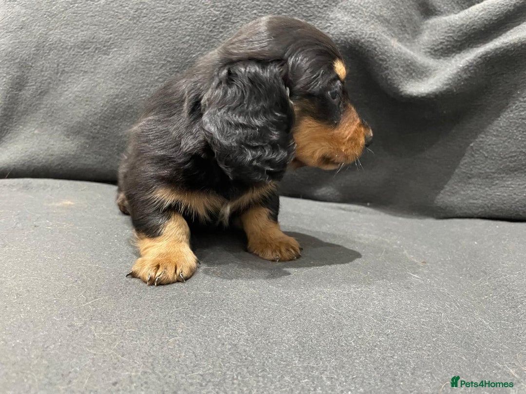 Miniature Dachshund dogs for sale: Quality KC Registered Mini Long-Haired Dachshunds  - Advert 10