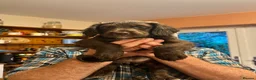 Mixed Breed dogs for sale: 5 beautiful lively pups. - Advert 3