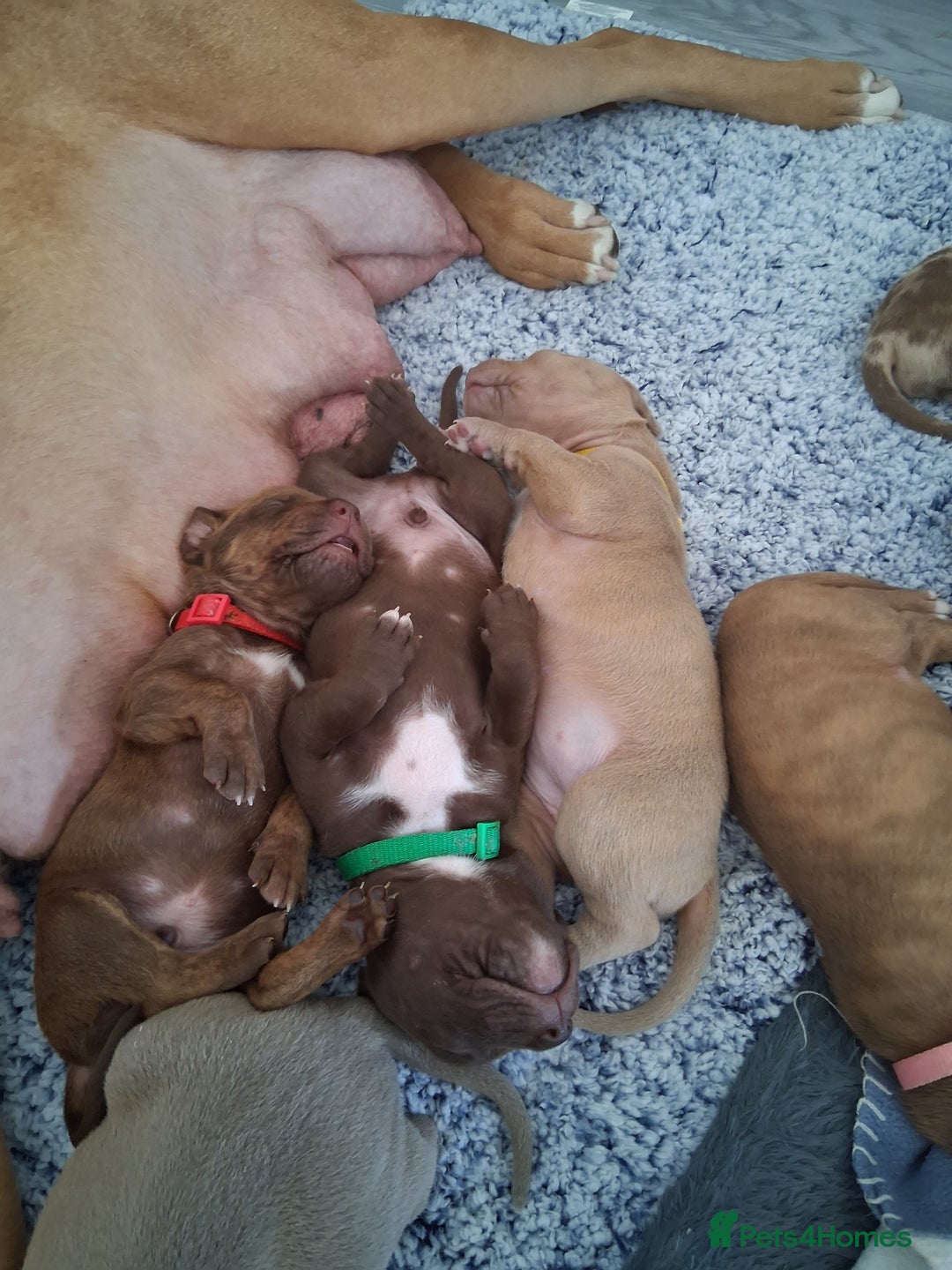 Mixed Breed dogs for sale: American bull staffy cross cross presa canario - Image 8