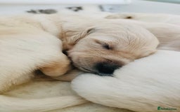 Golden Retriever dogs for sale: One boy remaining  - Image 10