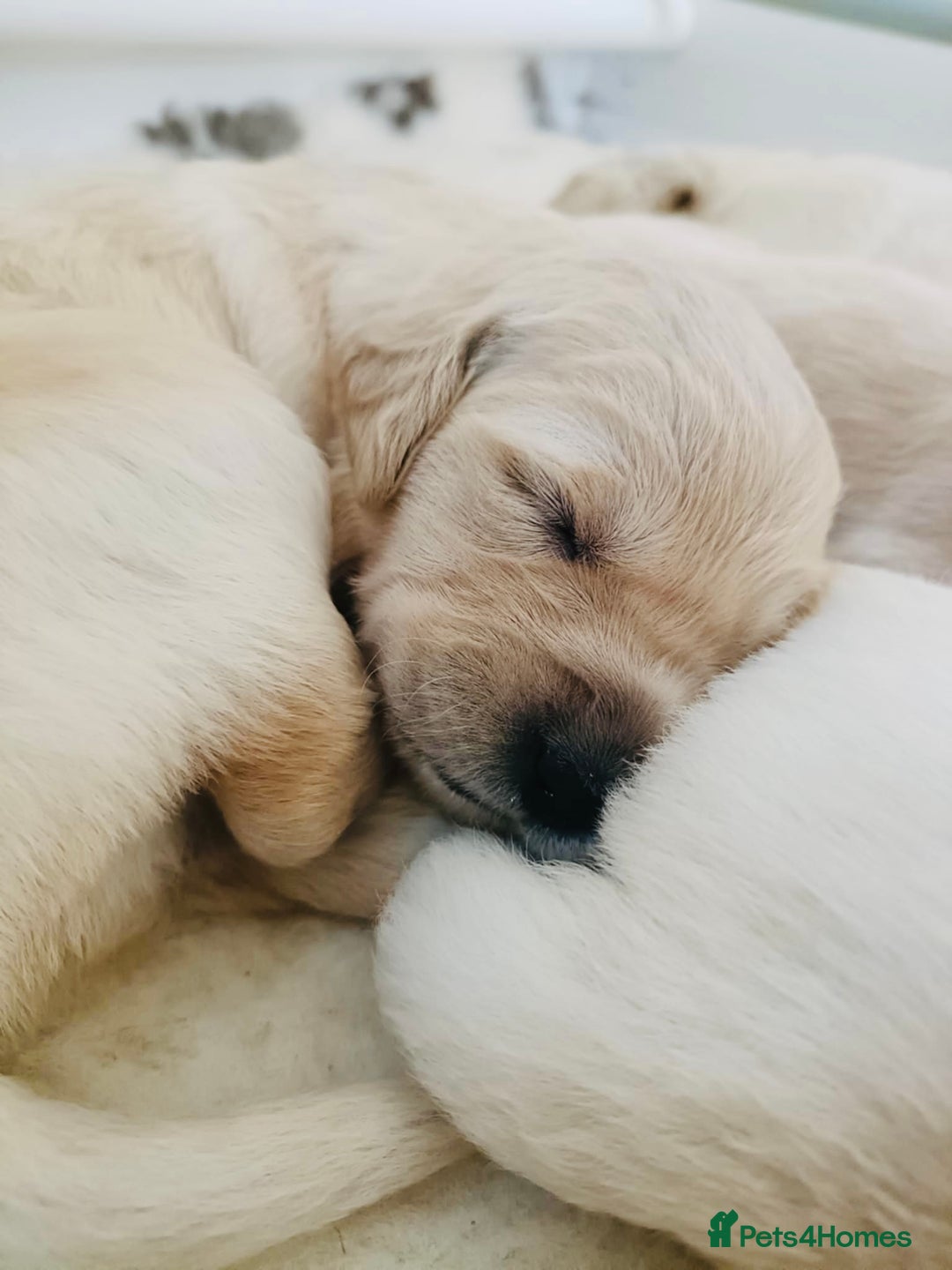 Golden Retriever dogs for sale: One boy remaining  - Image 10