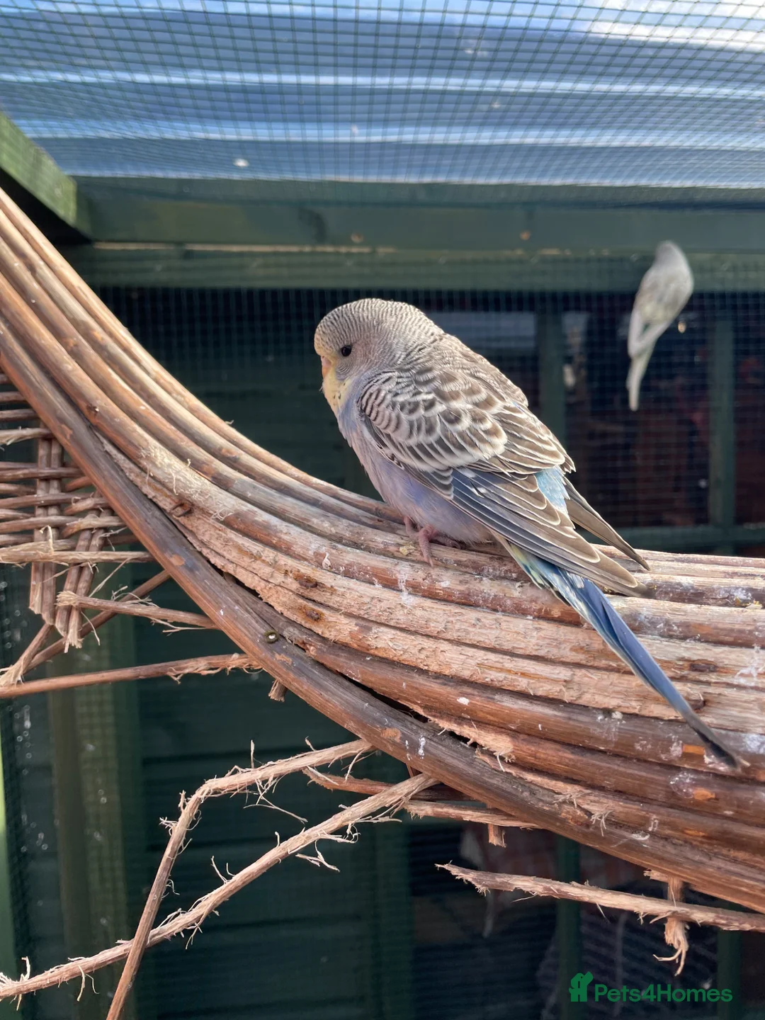 Budgerigars birds for sale: Baby Budgies in York - Advert 2