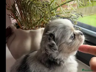 Chihuahua dogs Beautiful Longhair Chihuahuas - Advert 1