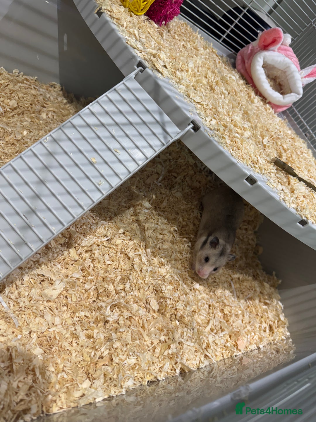 Hamster rodents for sale: Syrian hamster  - Image 8