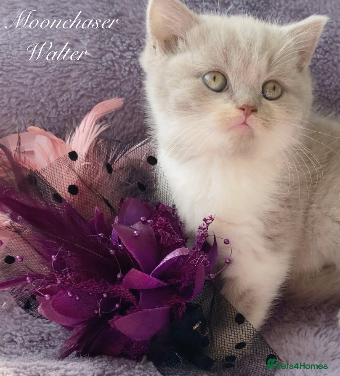 British Longhair cats for sale: Stunning British Longhair Boys TICA Registered - Image 9