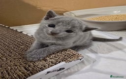 Russian Blue cats for sale: Pedigree Blue Russian kittens Gccf  - Image 7