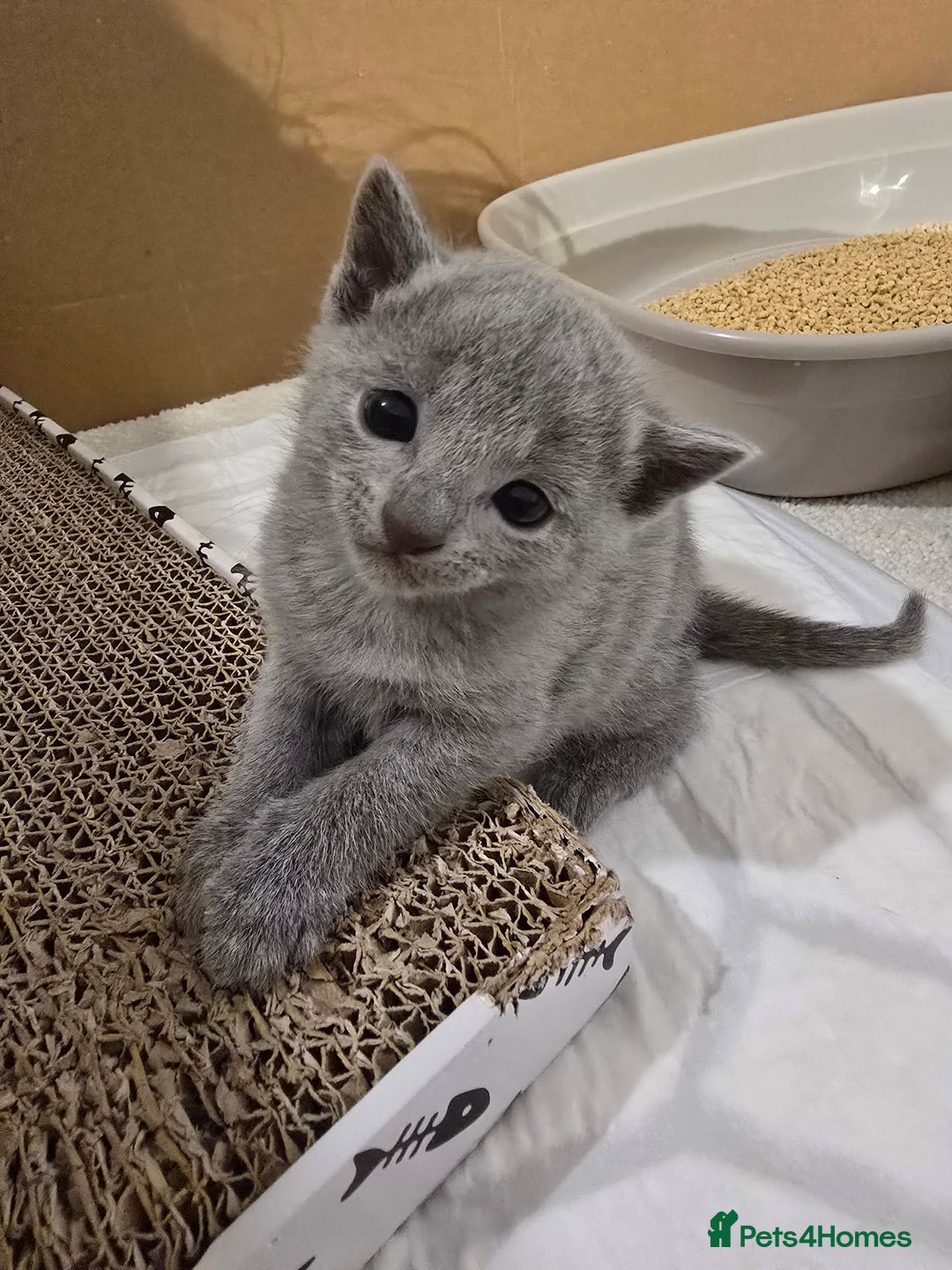 Russian Blue cats for sale: Pedigree Blue Russian kittens Gccf  - Image 7
