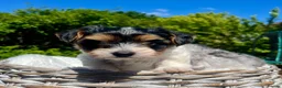 Yorkshire Terrier dogs for sale: Beautiful Biewer Yorkshire Terrier  - Advert 13
