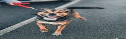 Mixed Breed dogs for sale: Staffy x husky puppies READY TO LEAVE - Advert 22