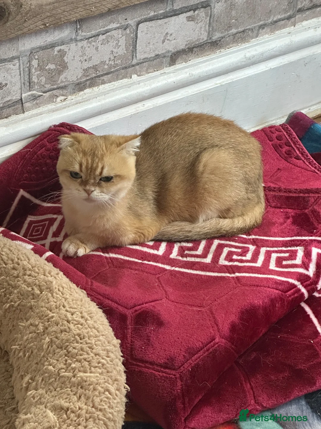 Scottish Fold cats for sale: Scottish fold - Advert 34