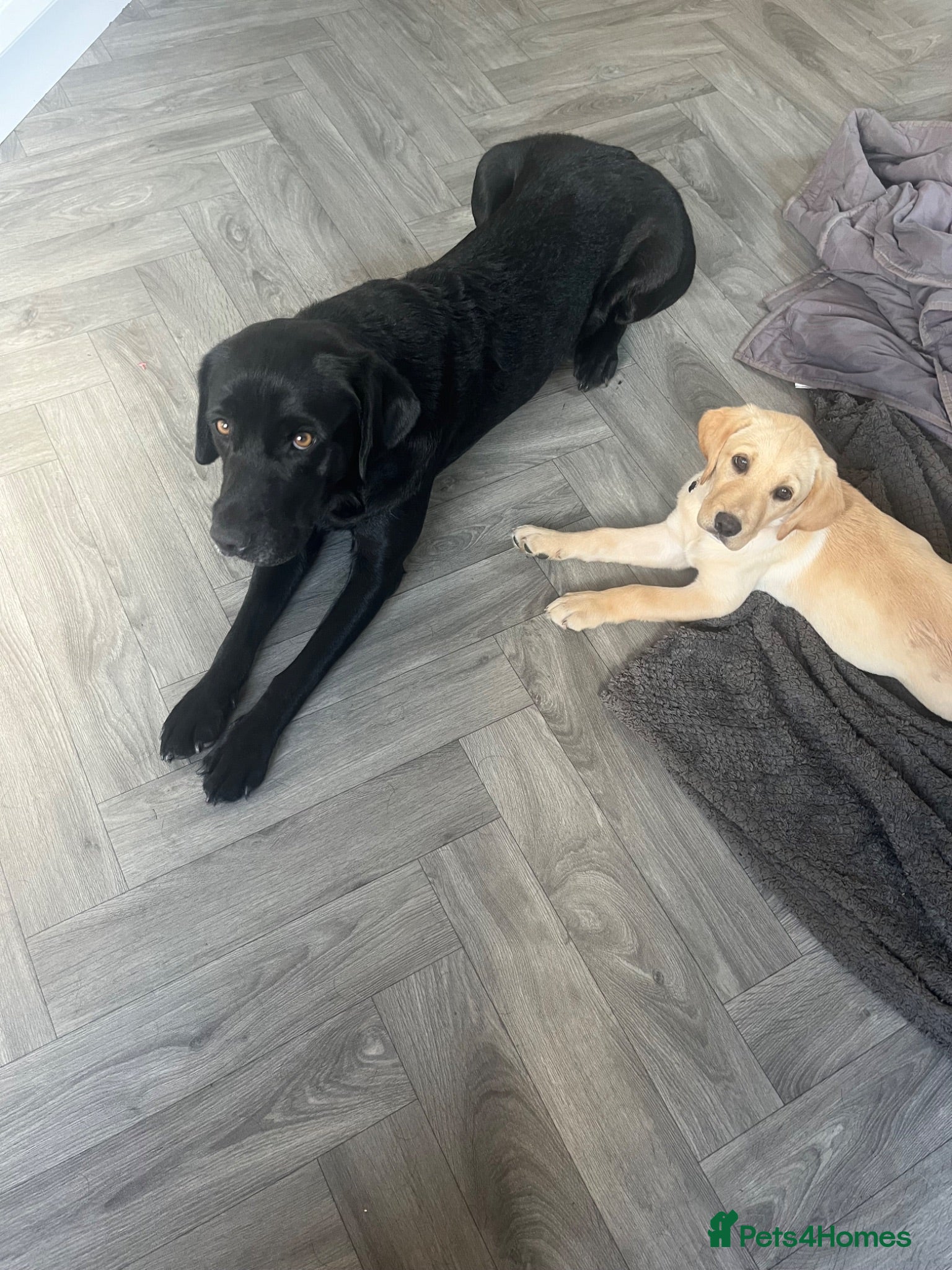 Labrador Retriever dogs Golden Labrador puppy and full set up - Advert 1