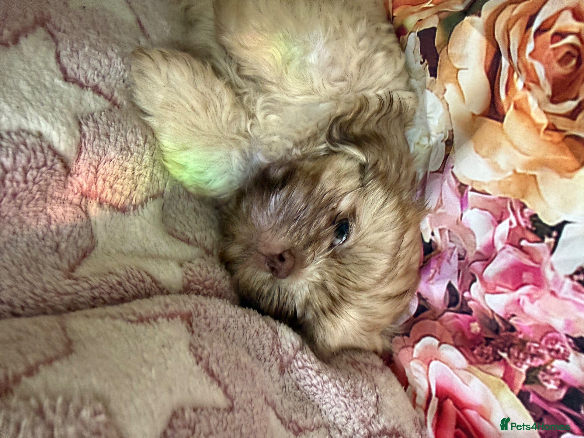 Shih Tzu dogs Healthy happy Puppies  - Advert 2