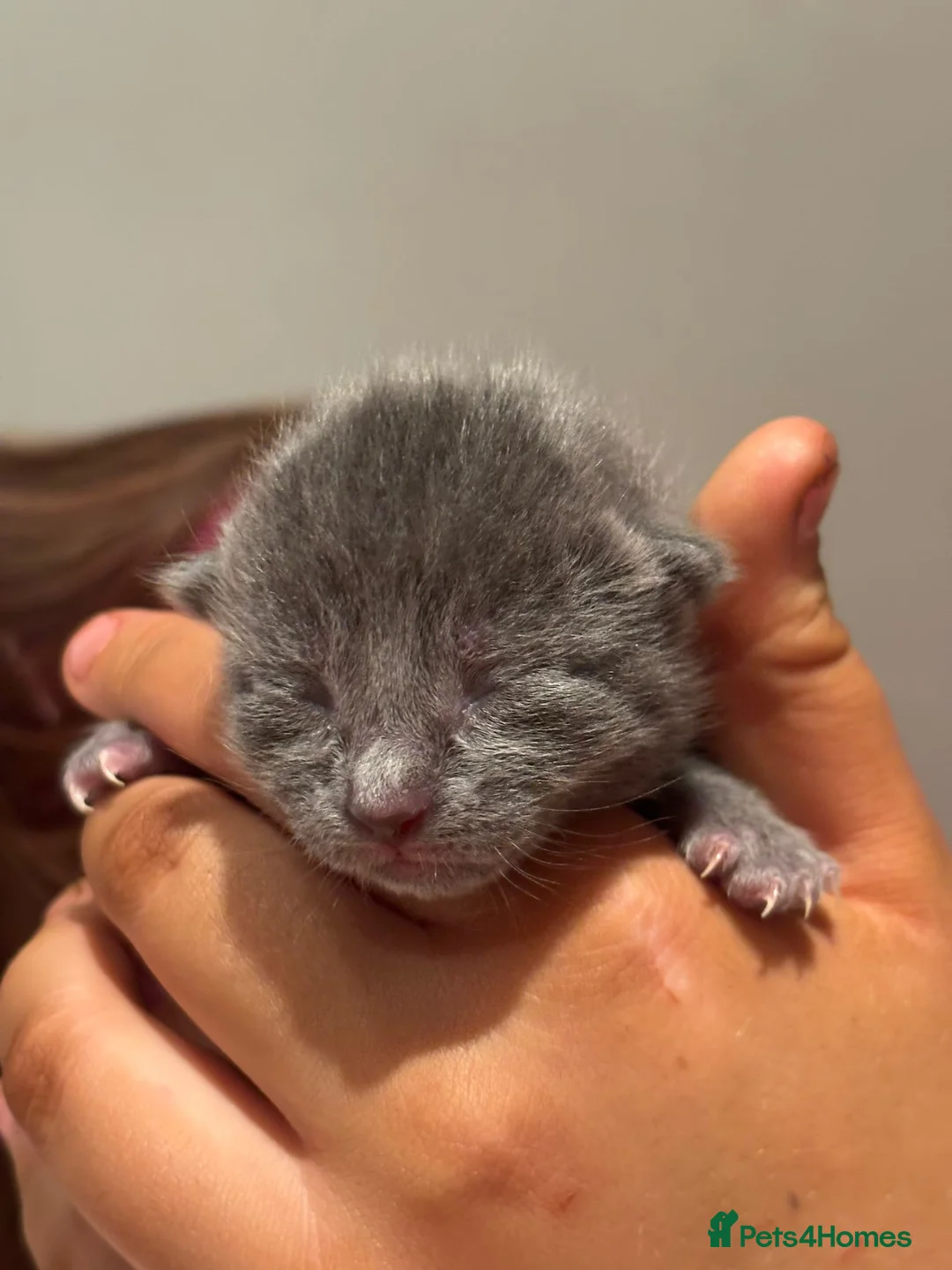 Maine Coon cats for sale: 3/4 main coon - Advert 2