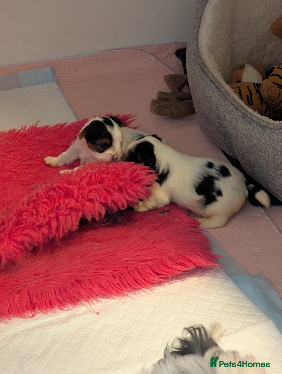 Biewer Terrier dogs for sale: Biewer - Image 7